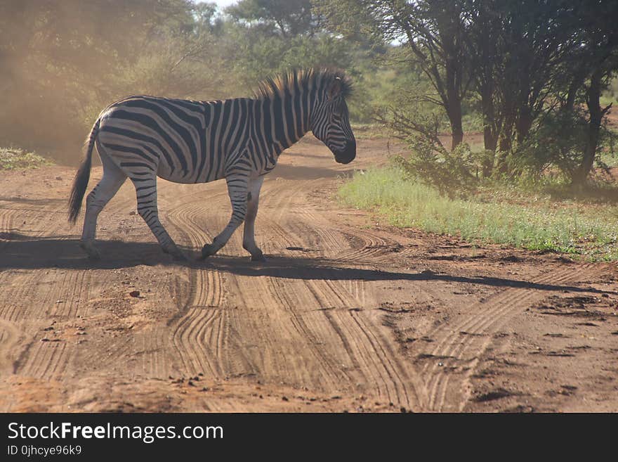 Photo of Zebra Crossing on Dirt Road