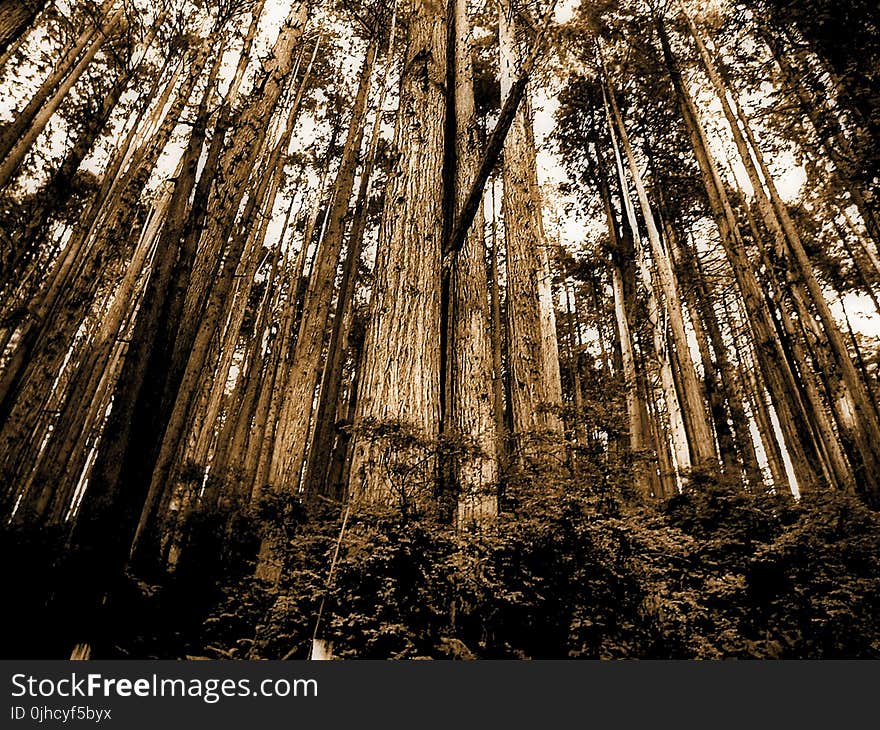 Sepia Photo of Forest