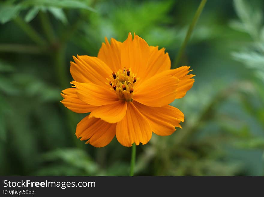 Close-Up Photography of Yellow Flower