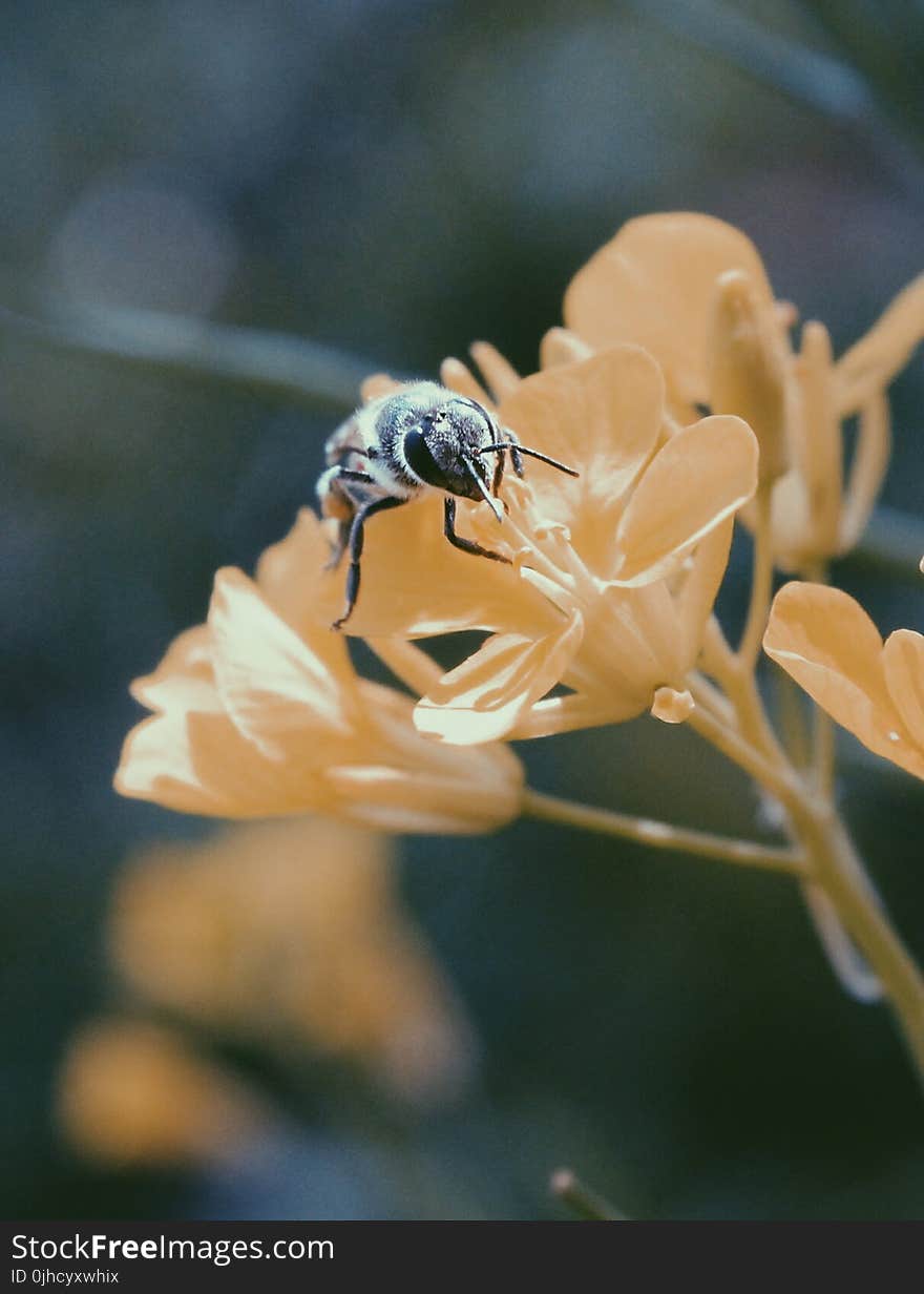 Black and Brown Honey Bee on White Flower