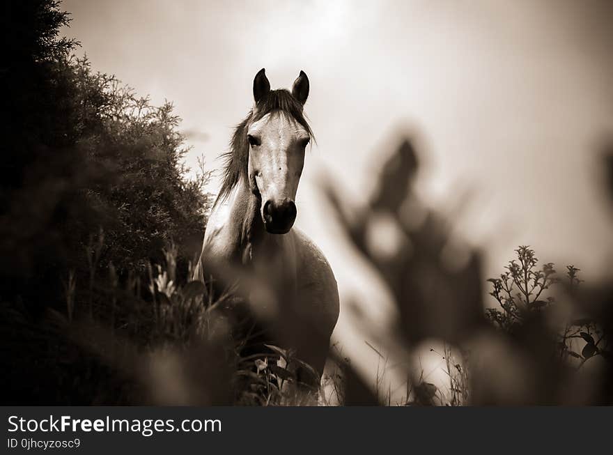 Grayscale Photo of Horse