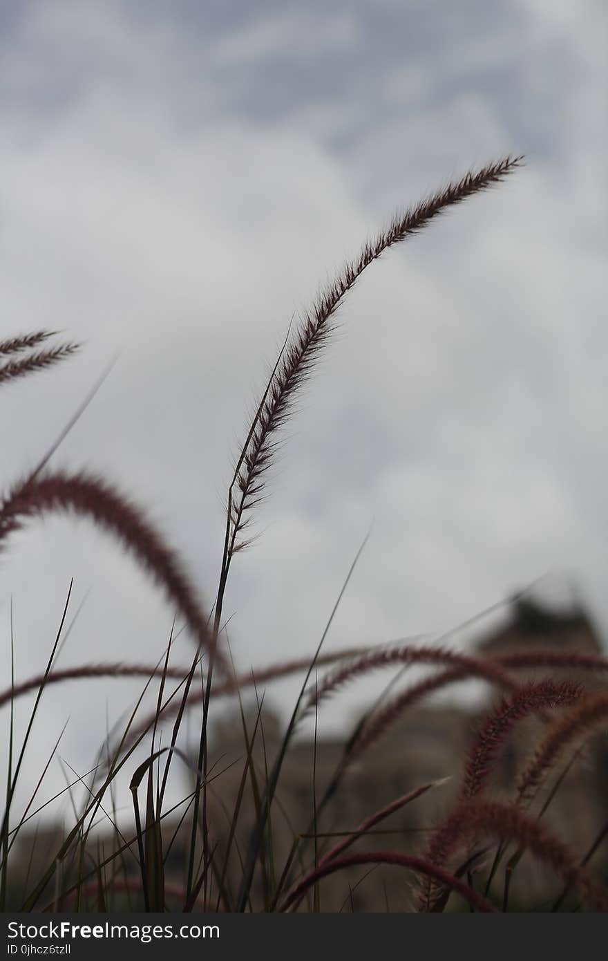 Selective Focus Photo of Wheat