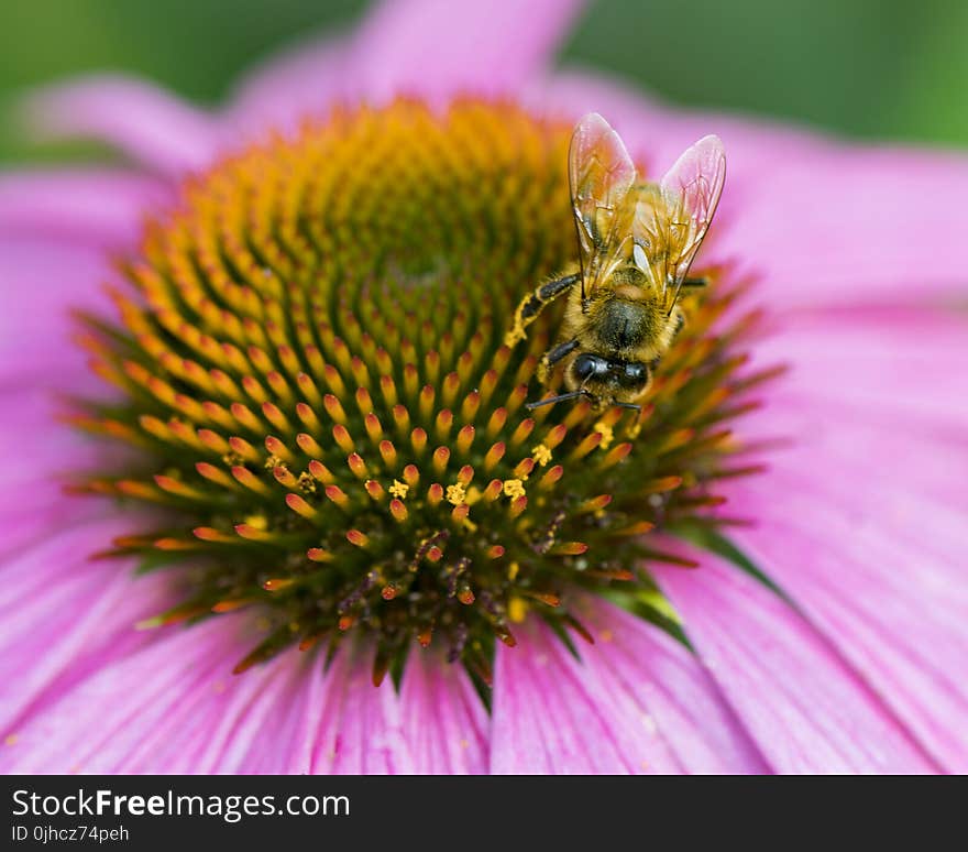 Yellow Bee Sucking Nectar