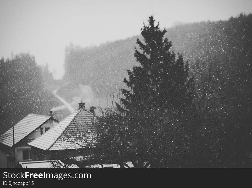 Houses and Pine Tree