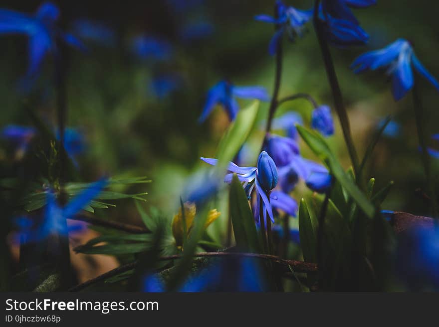 Selective Focus Photography of Blue Flowers