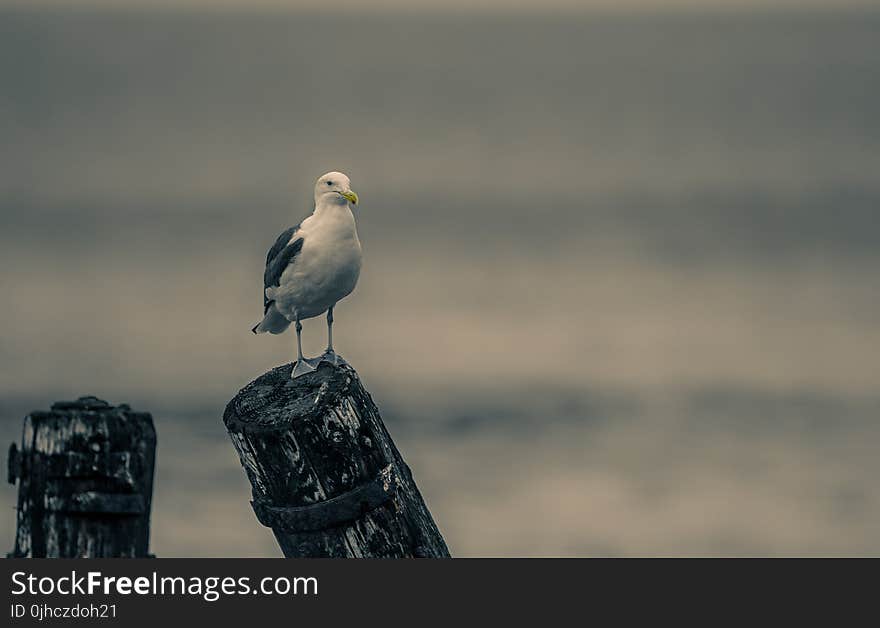 Close-Up Photography of Seagull