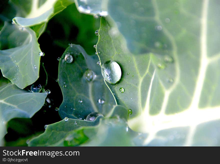 Macro Photography of Water Drops on Leaves