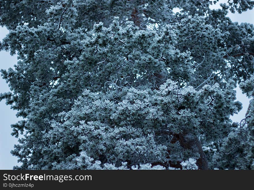 Green Leaf Tree Covered in Snow