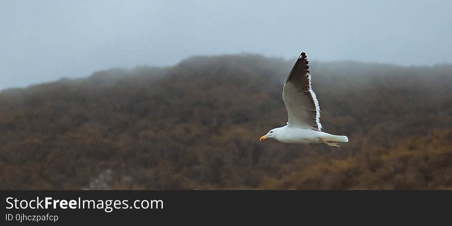 Seagull on Flight