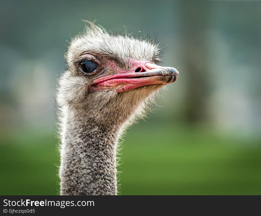 Close-up Photo Of Ostrich