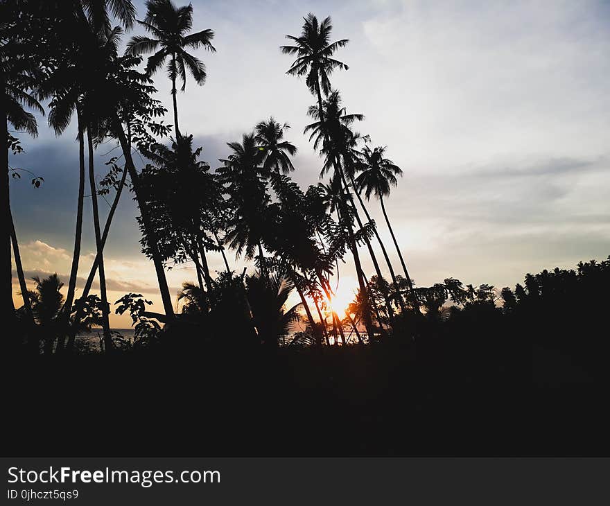 Silhouettes of Palm Trees During Sunset