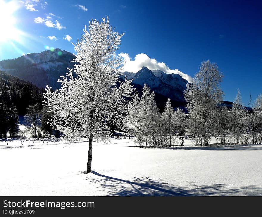 White Tree and Mountain View