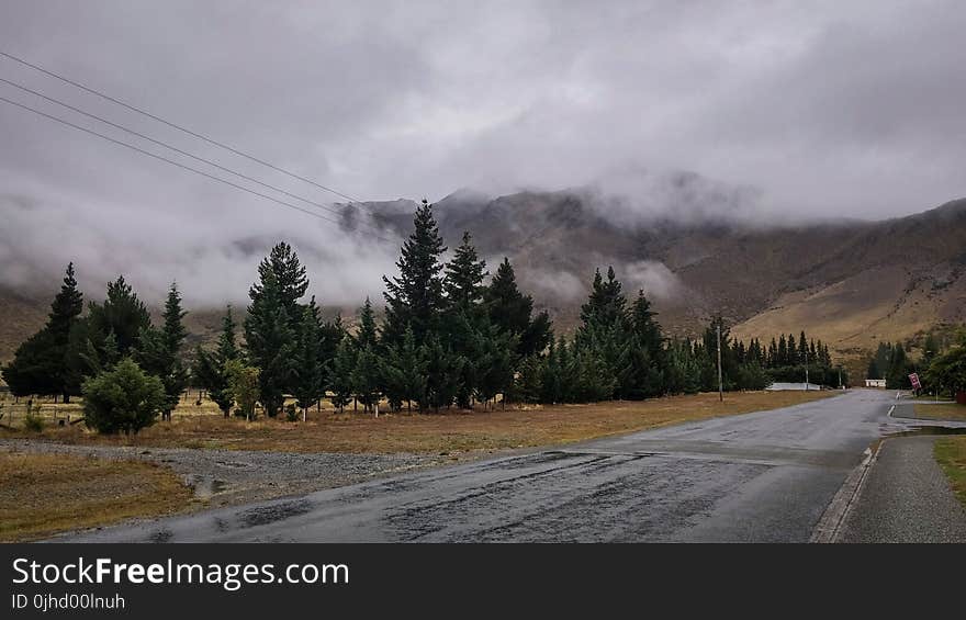 Green Pine Trees By The Road