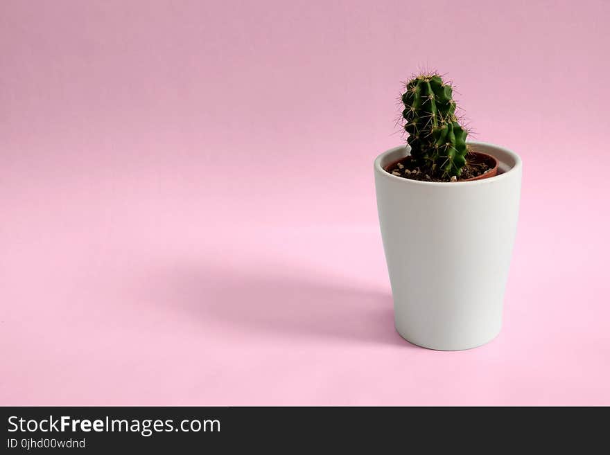 Cactus Plant In White Pot