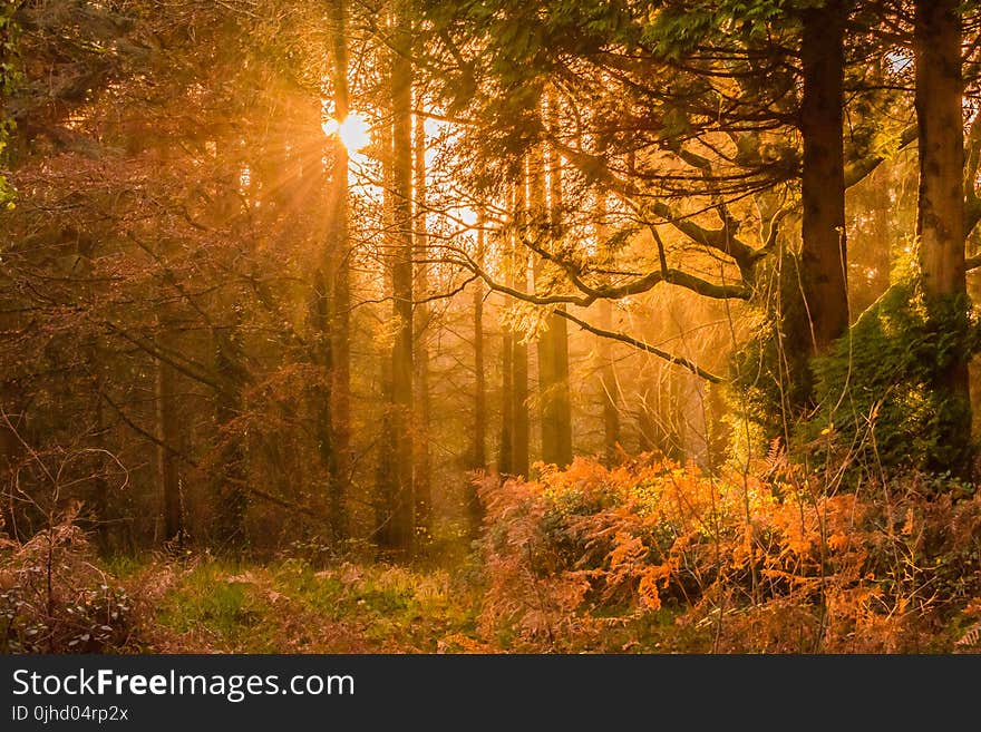 Yellow Sunset Rays Passing Through the Trees