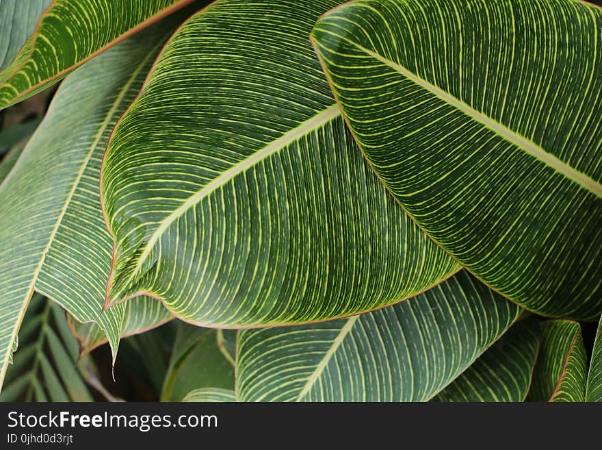 Close-Up Photography of Green Leaves