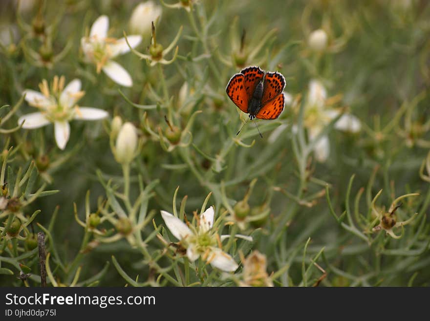 Brown and Black Butterfly Perched on White Petaled Flower