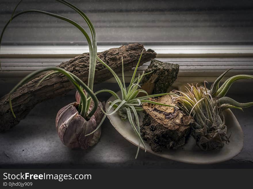 Selective Focus Photography of Cacti on Pot