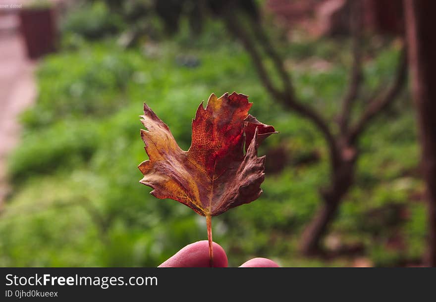 Dried Maple Leaf