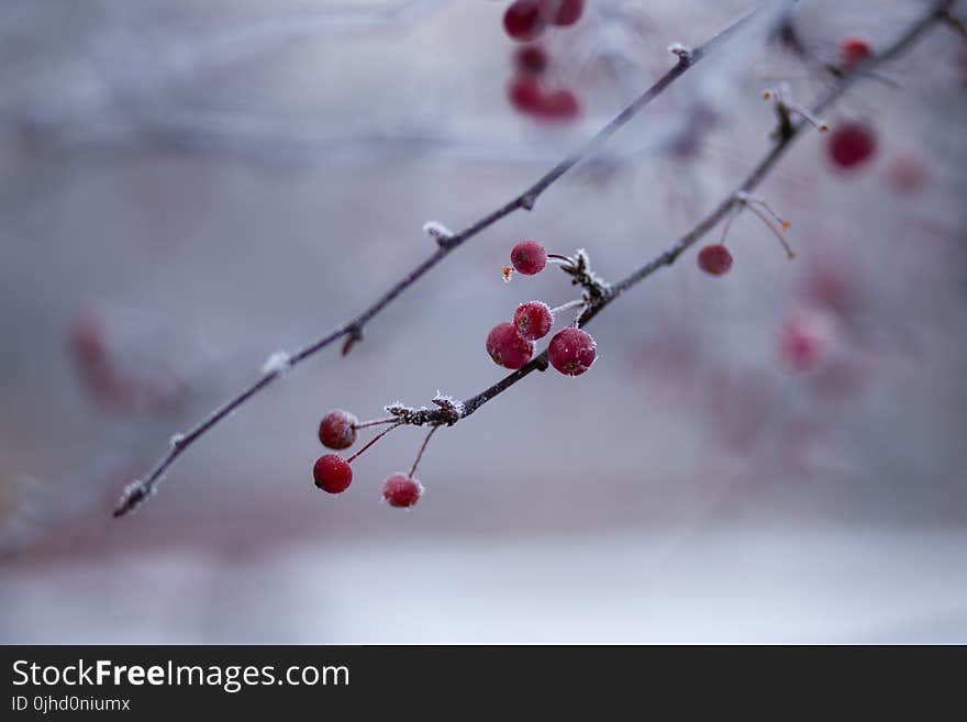 Red Berry Fruit