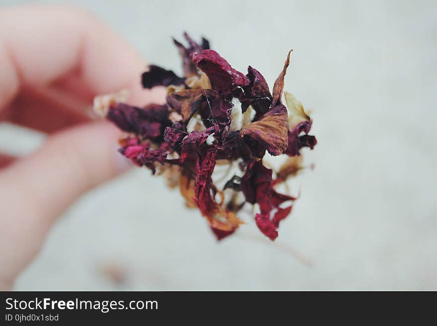 Person Holding Dried Red, Brown, and White Flower