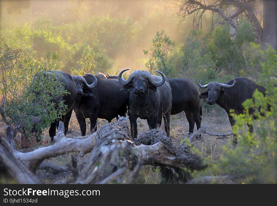 Herd of Black Water Buffaloes