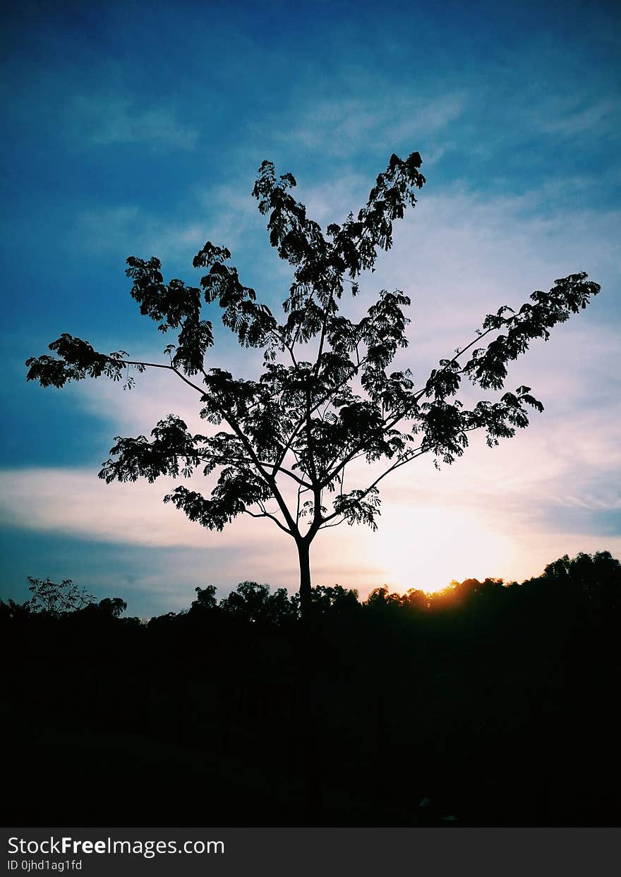 Silhouette Photo of Tree