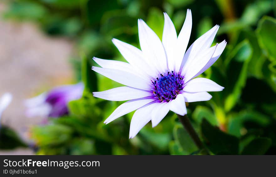 White and Blue Flower