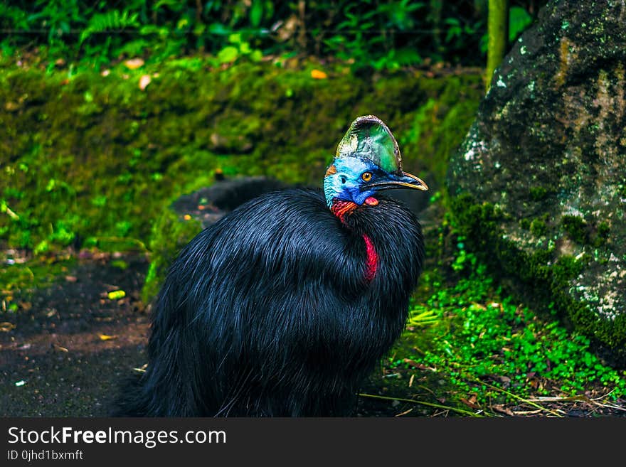 Black Feathered Bird Beside Mossy Stone