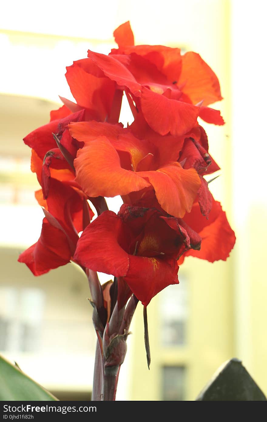 Close-Up Photography of Red Flowers