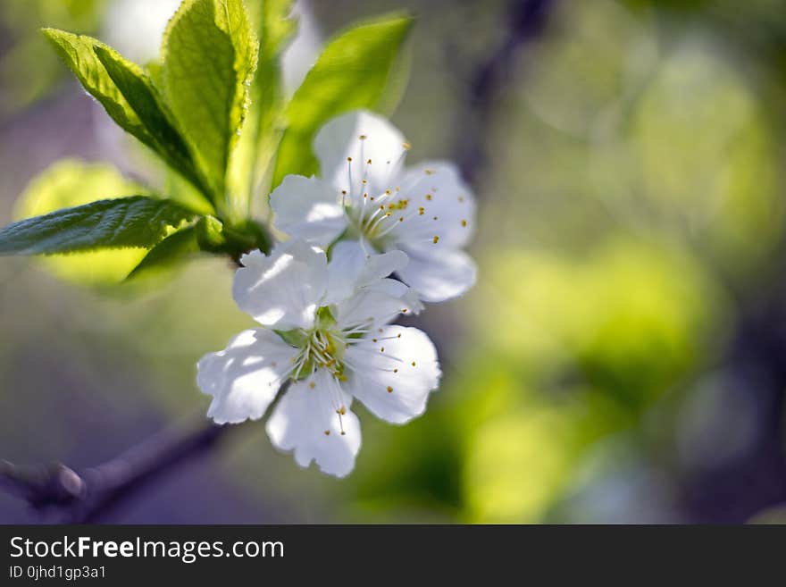 Close-Up Photography of White Flowers