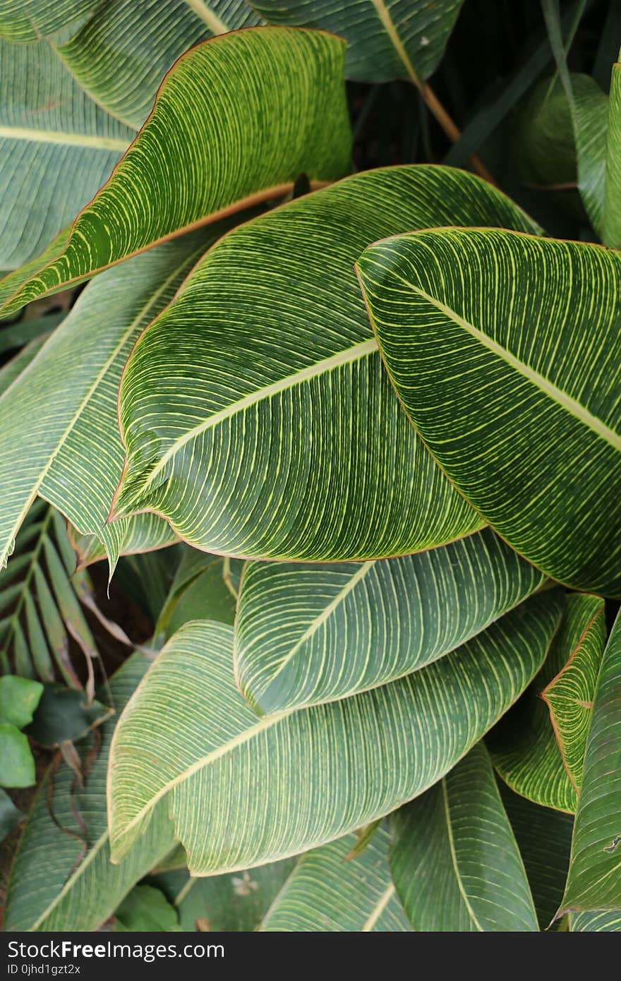 Photography of Green Leaves