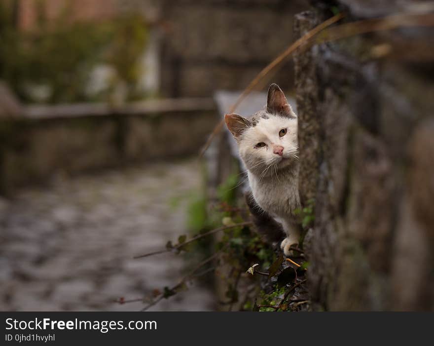 Photo of a Cat Looking Behind the Tree