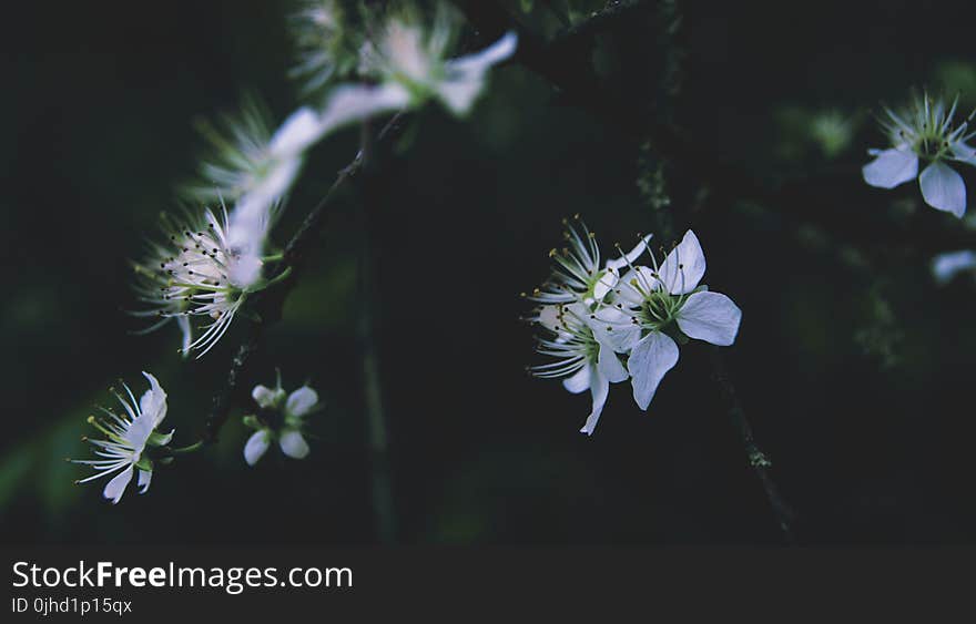 Close-Up Photography of Flowers