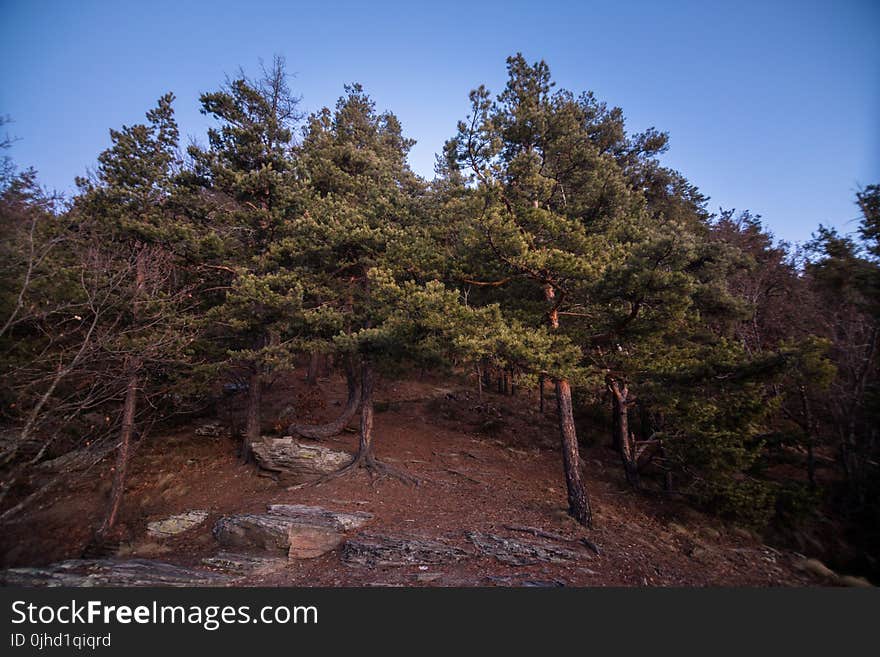 Photography of Trees Under Clear Blue Sky