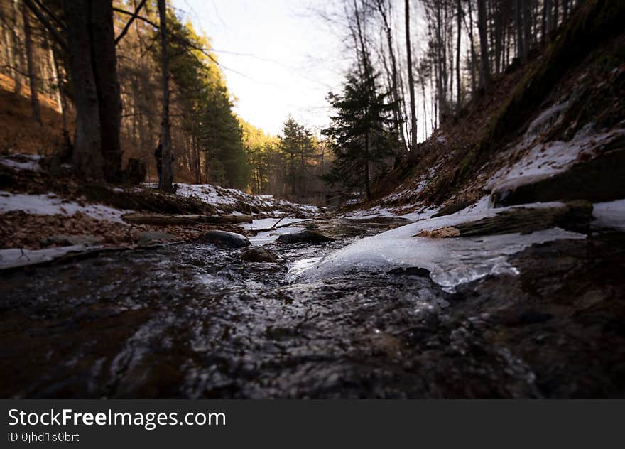 Streams in Between Forest Trees