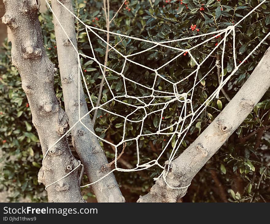 White Knitted Web on Tree