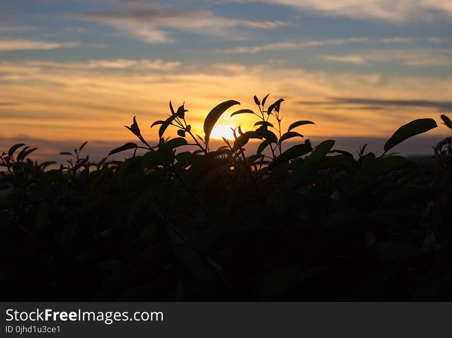 Silhouette Photography Of Plant During Golden Hour