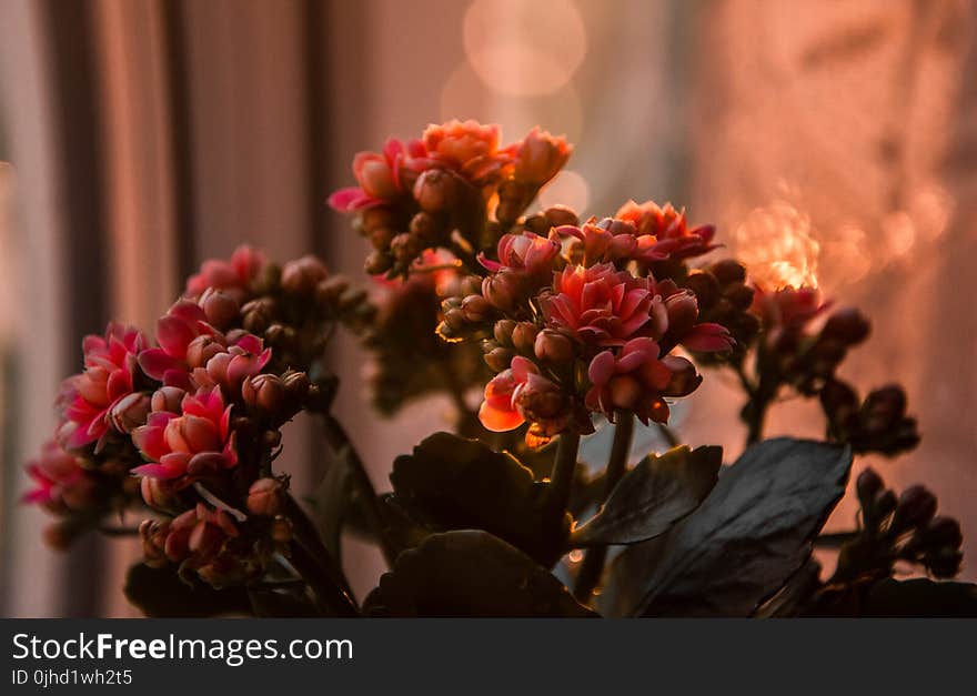 Close-up Photography of Flowers