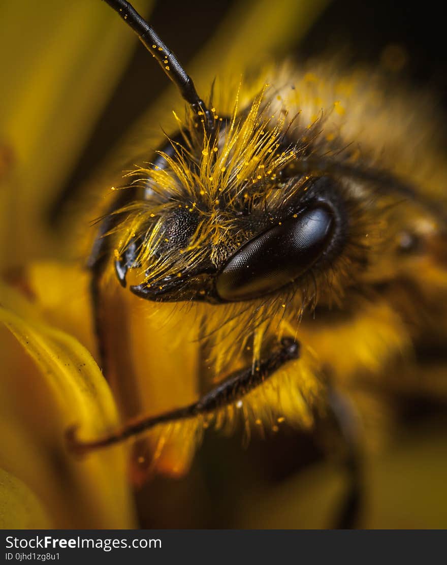 Close Up Photo of Yellow and Black Wasp