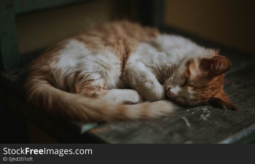 Brown and White Tabby Cat