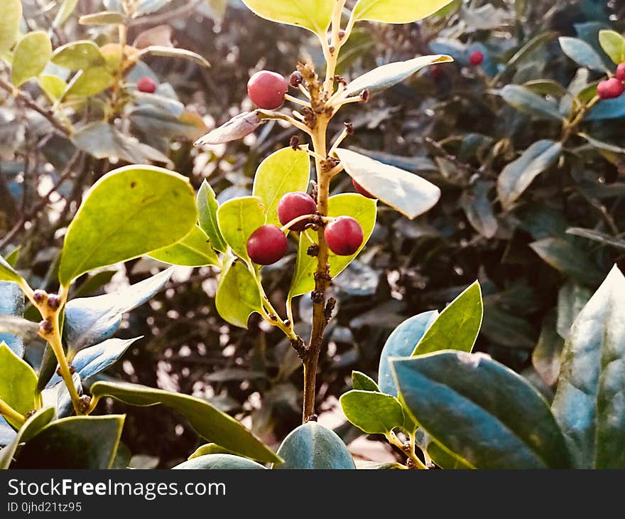 Selective Focus Photo of Red Mistletoe