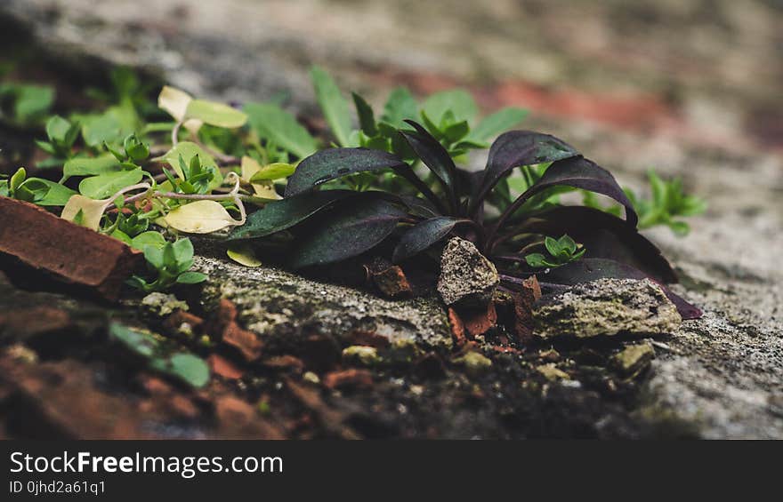 Green Lead Plant