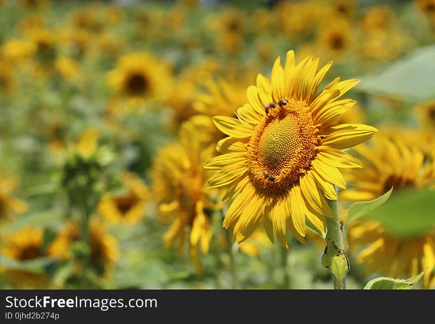 Selective Focus Photography of Yellow Sunflower