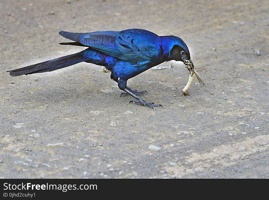 Blue and Black Bird Pecked Gold-colored Pendant