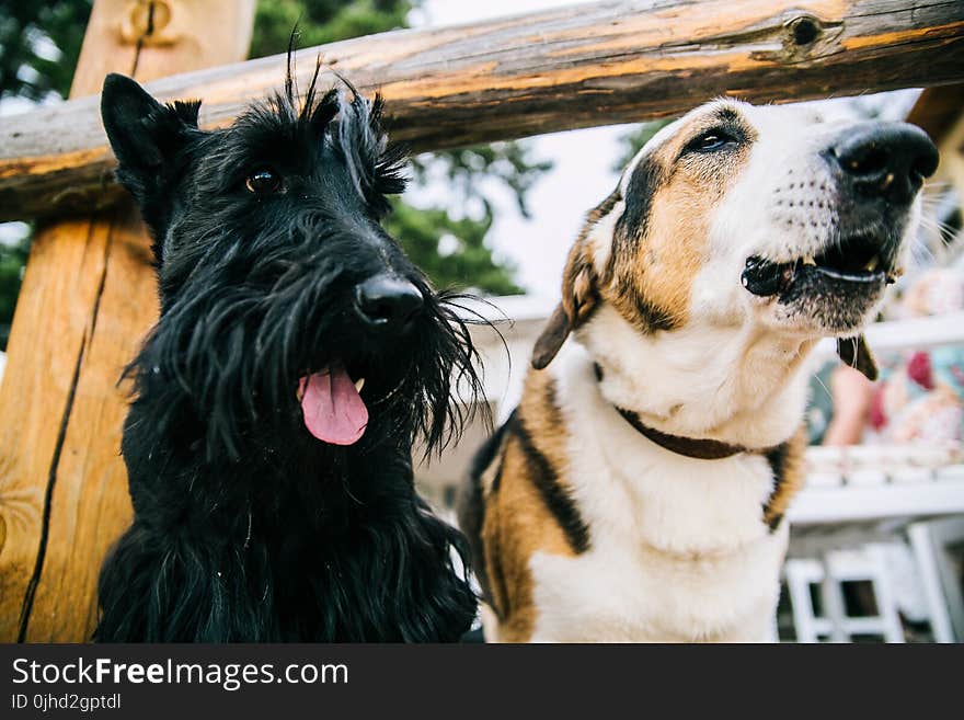 Closeup Photo of Scottish Terrier and Adult Short-coated White and Tan Dog