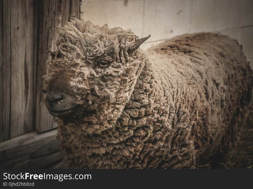 Beige Lamb Standing Beside Gray Wooden Wall