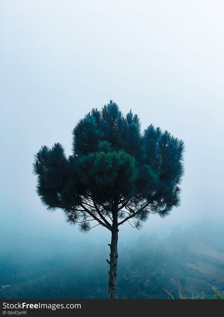 Green Pine Tree at Daytime