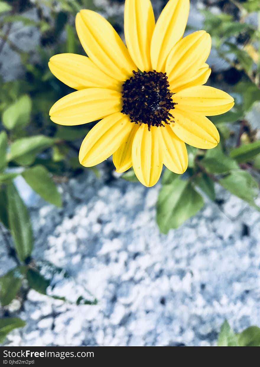 Yellow Daisy Flower