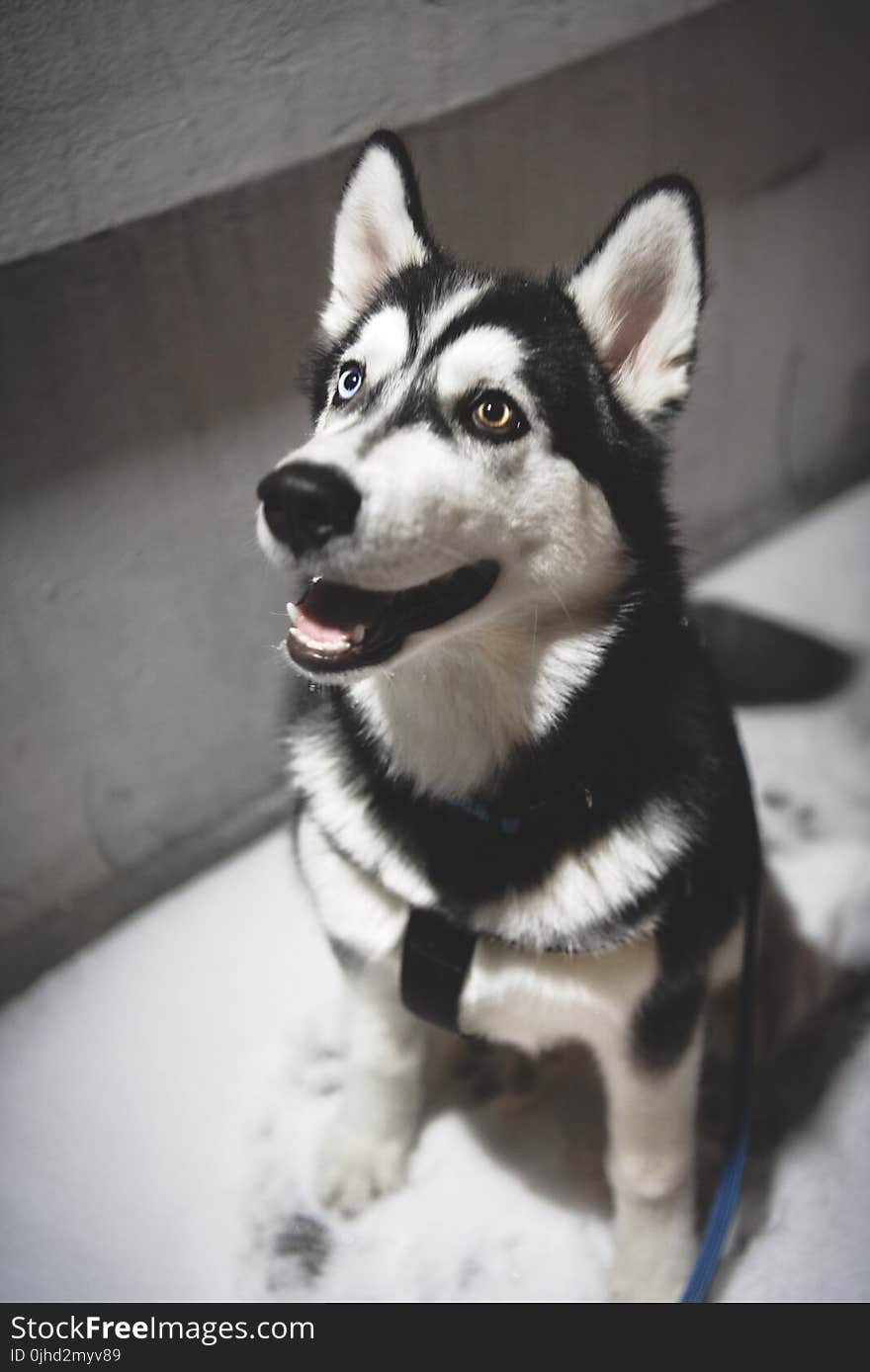 Adult Siberian Husky Selected Focus